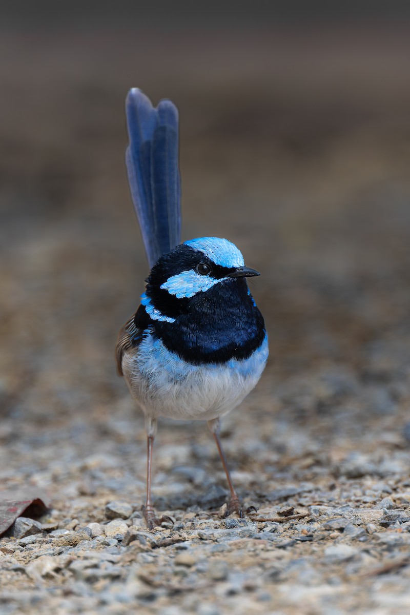 Superb Fairywren - ML644605241