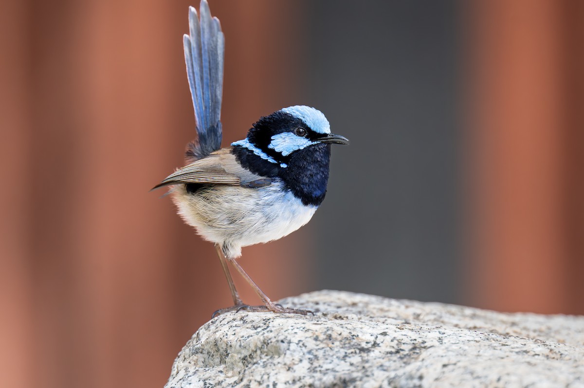 Superb Fairywren - ML644605242