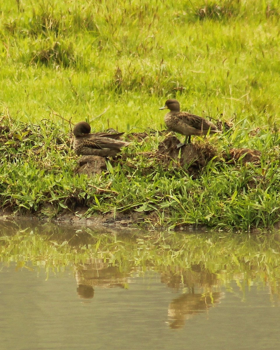 Yellow-billed Teal (flavirostris) - ML644605247