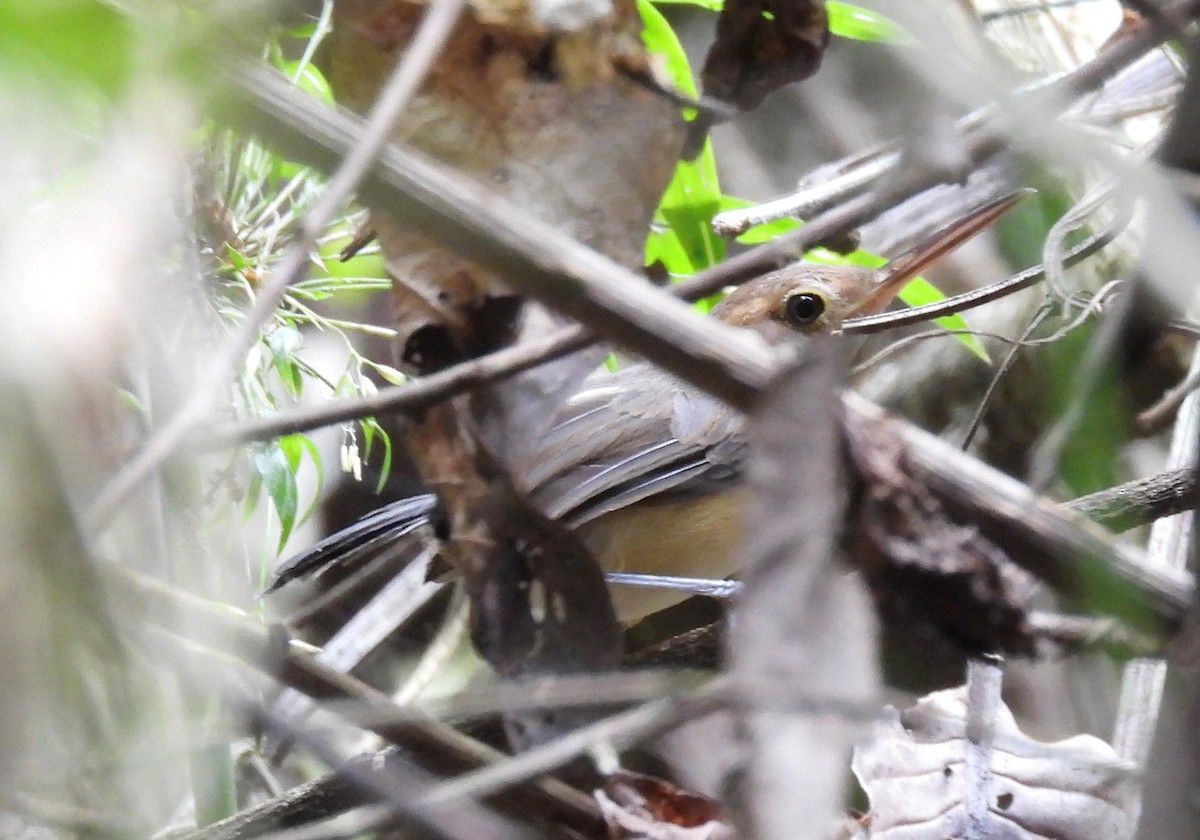 Long-billed Gnatwren - ML644605248