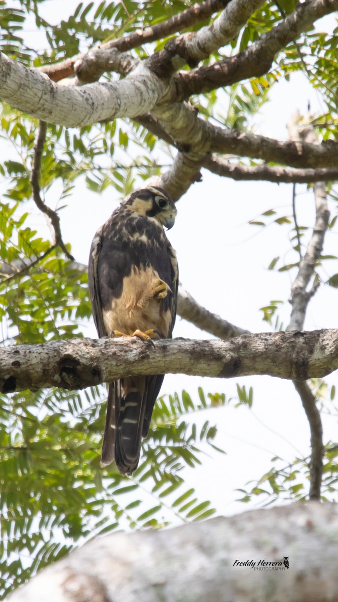 Aplomado Falcon - ML644605249