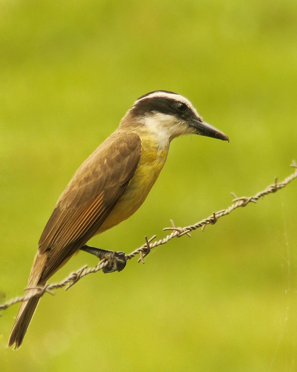 キバラオオタイランチョウ - ML644605257