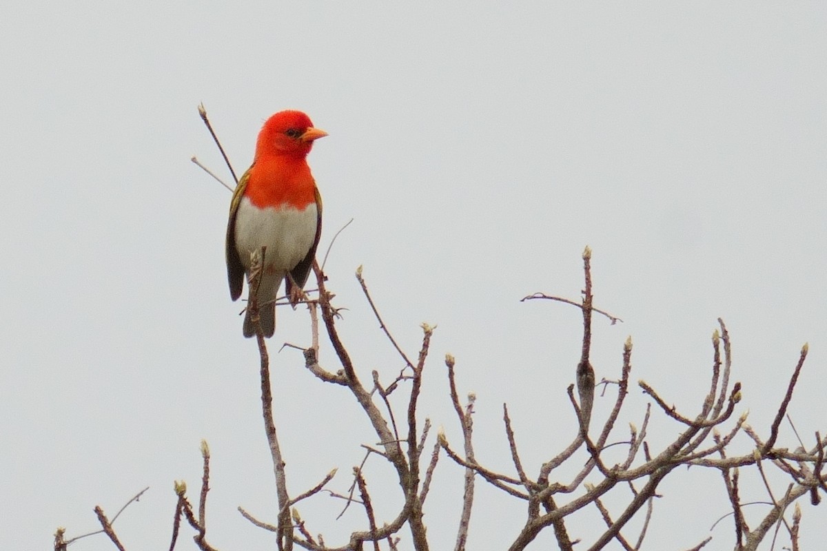 Red-headed Weaver - ML644605260