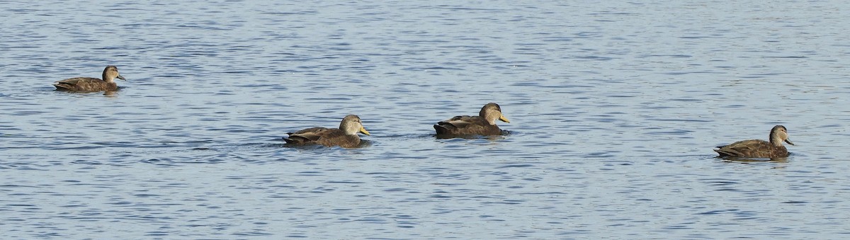 American Black Duck - ML644605266