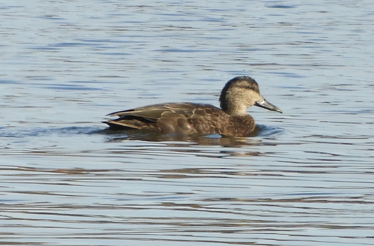 American Black Duck - ML644605267