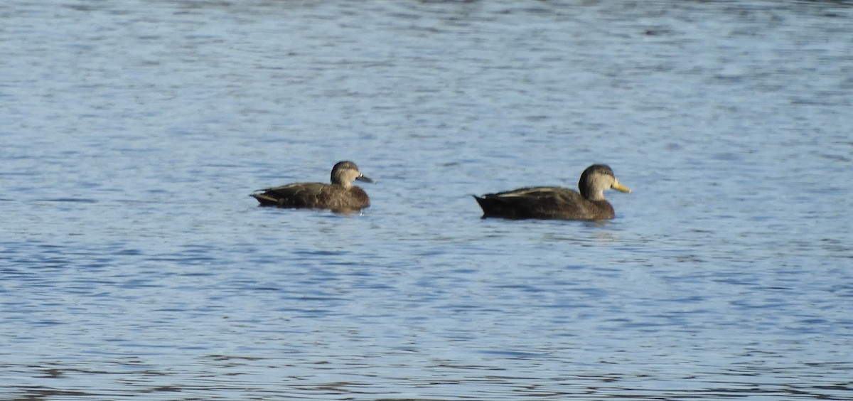 American Black Duck - ML644605268