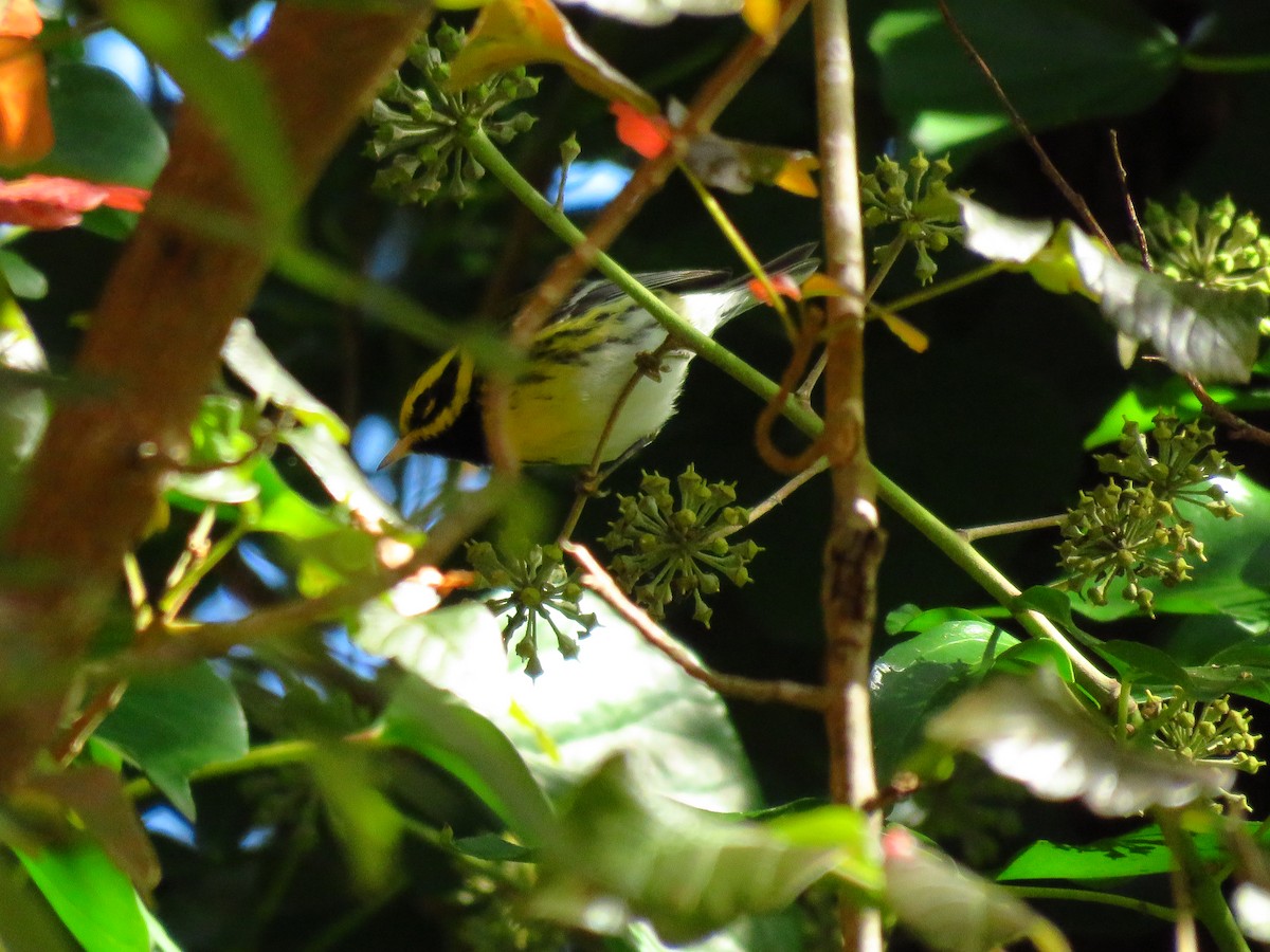 Paruline de Townsend - ML644605276