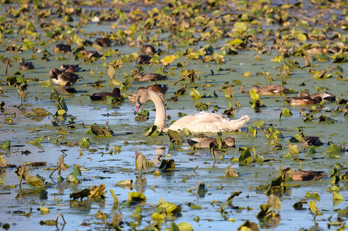 Beltxarga tronpetaria - ML644605278