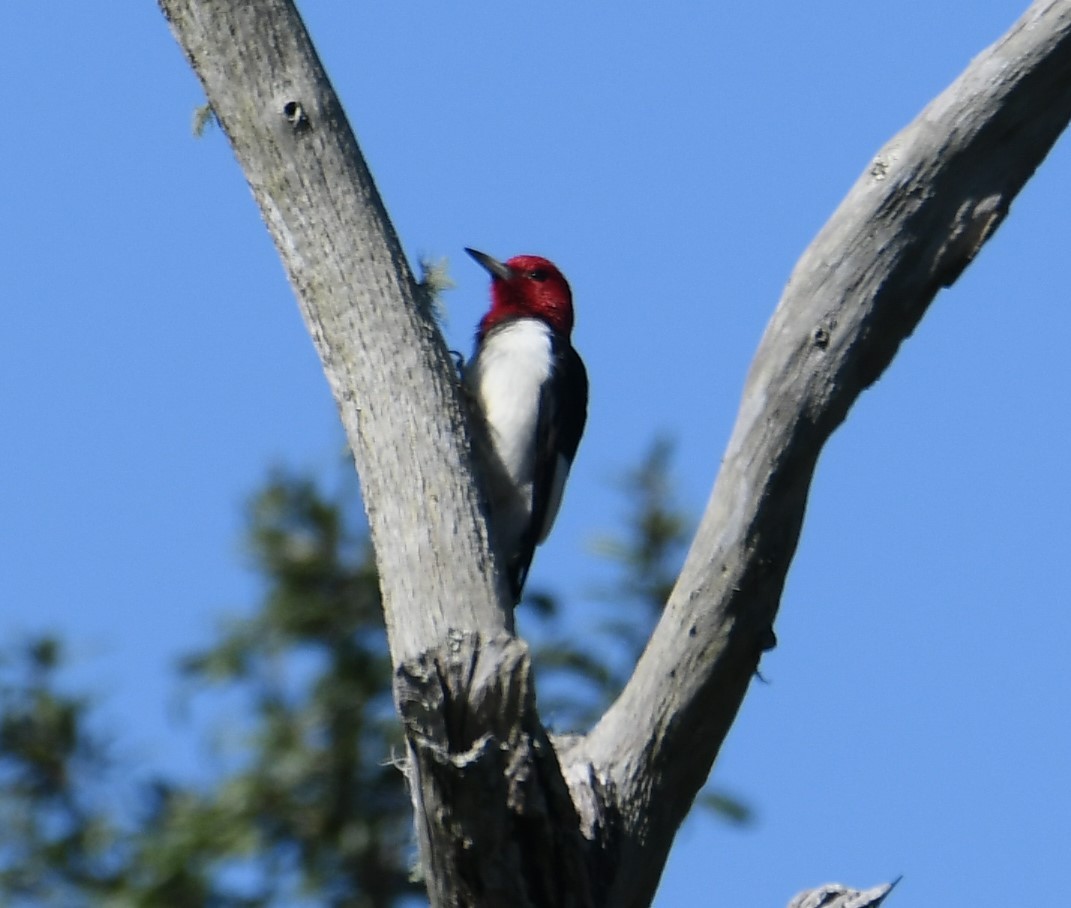 Red-headed Woodpecker - ML644605279
