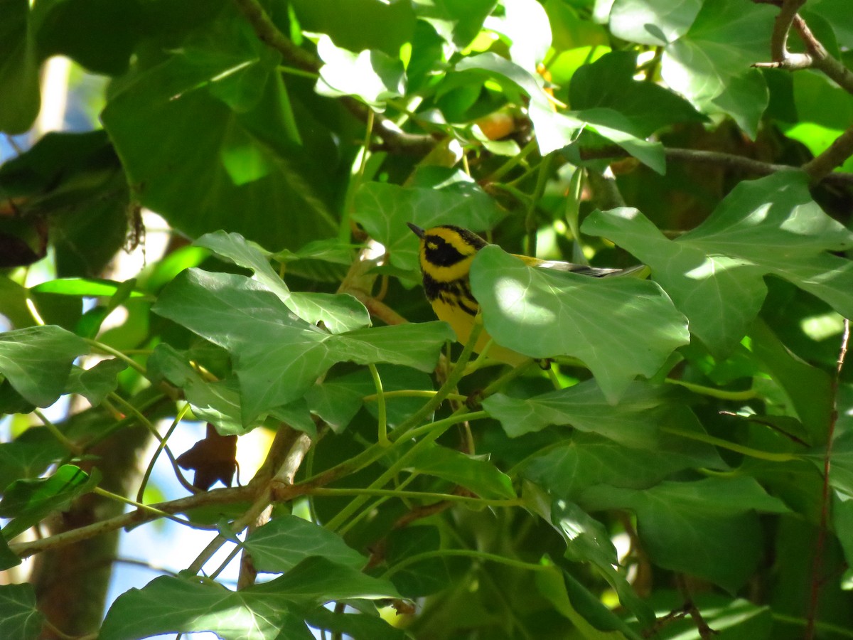 Paruline de Townsend - ML644605282