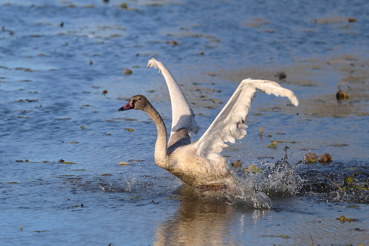 Beltxarga tronpetaria - ML644605283