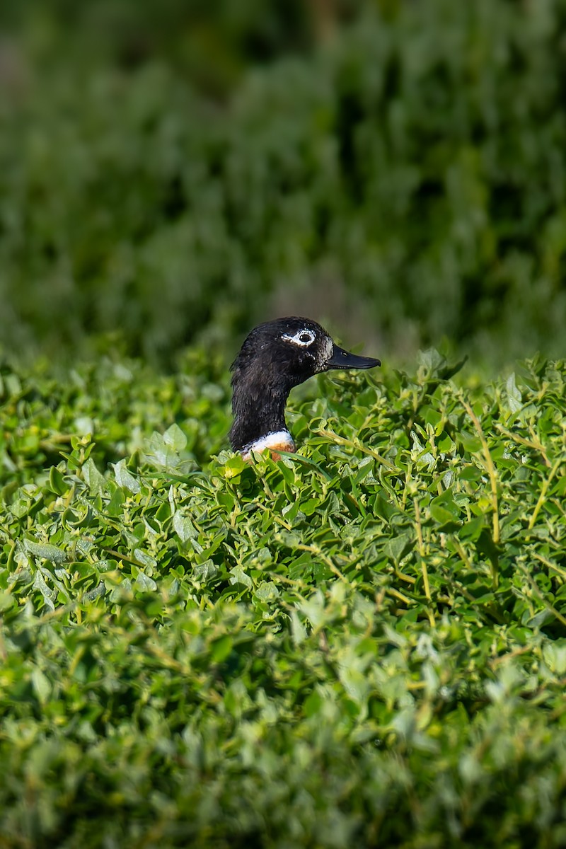 Галагаз австралійський - ML644605290