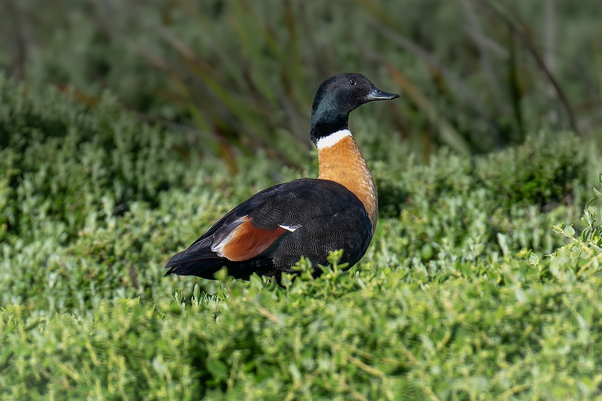 Галагаз австралійський - ML644605291