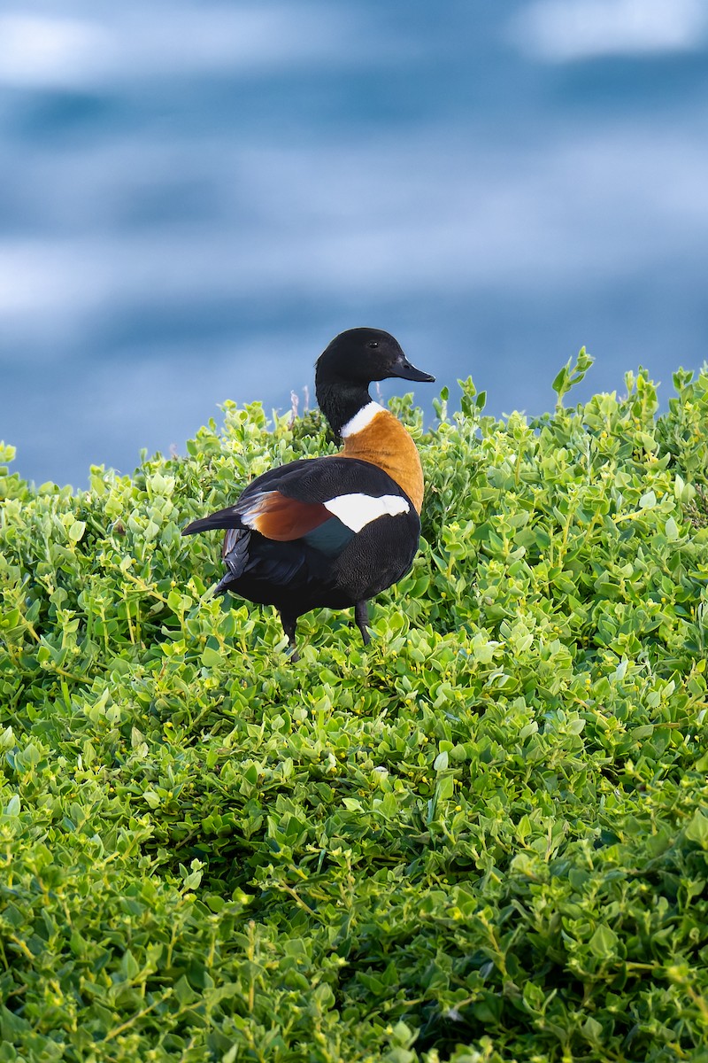 Галагаз австралійський - ML644605292