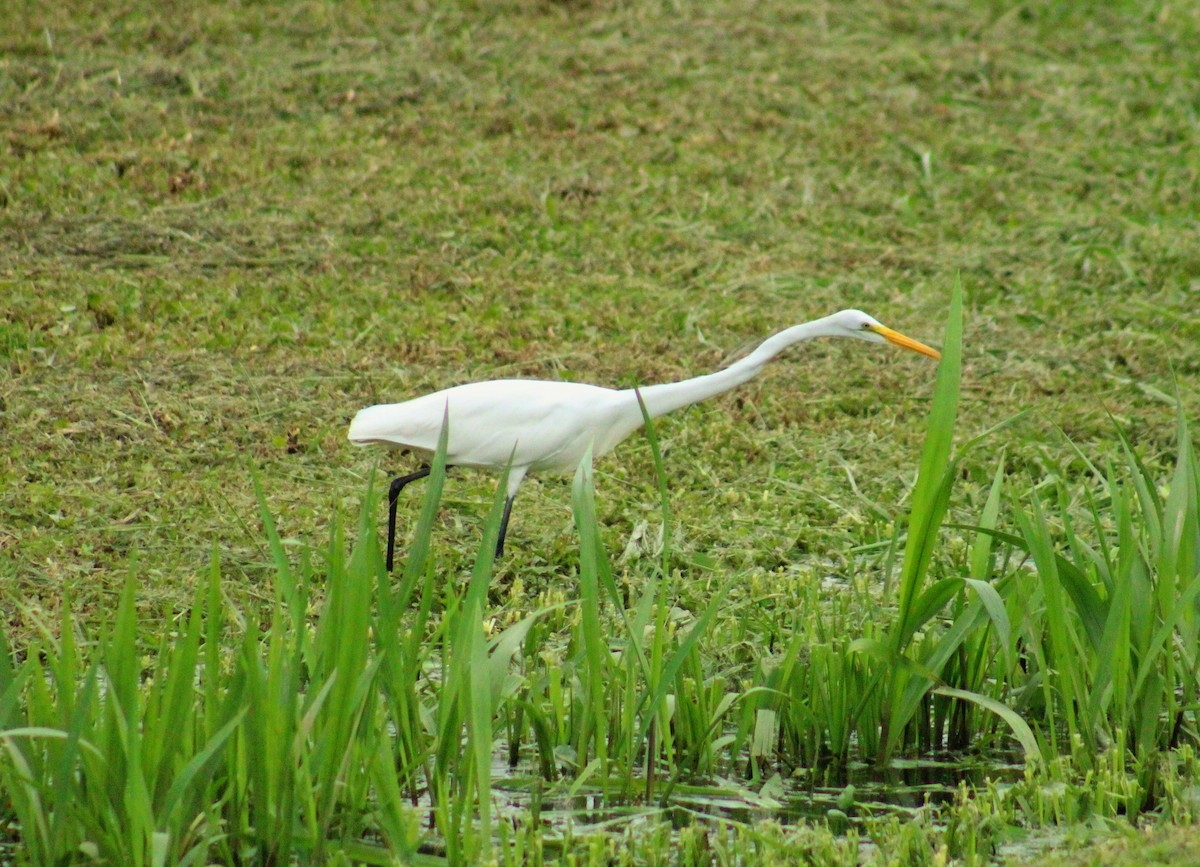 Great Egret - ML644605294