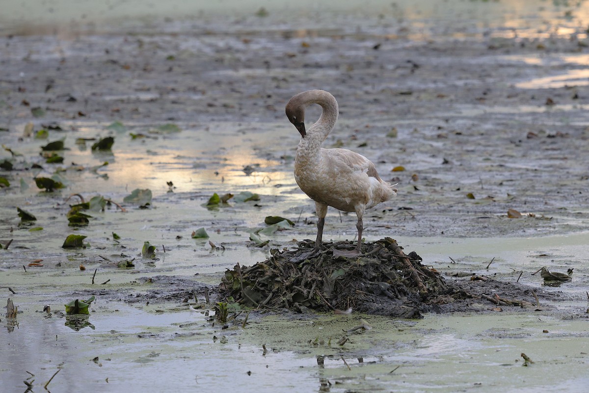 Beltxarga tronpetaria - ML644605297