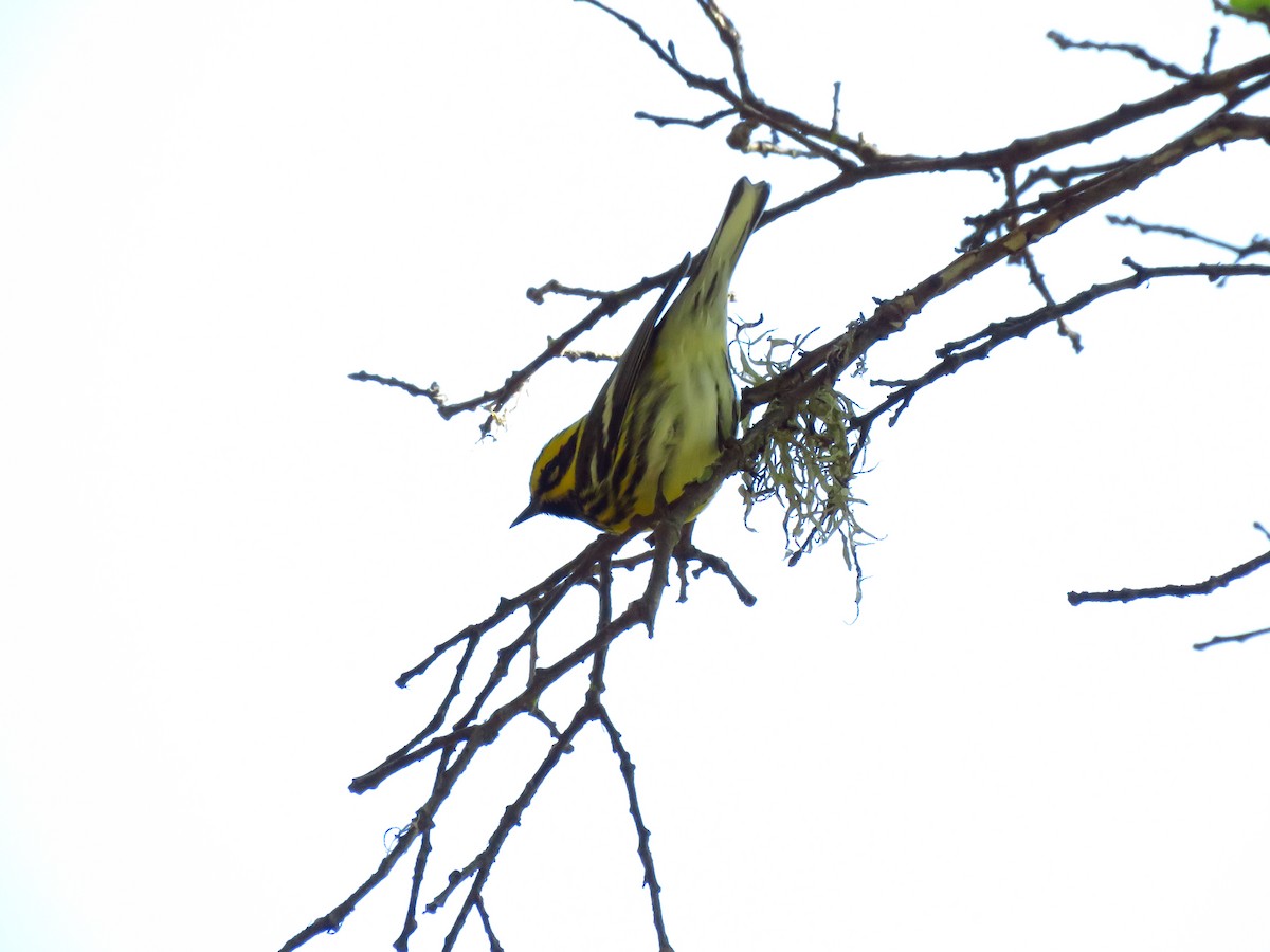 Paruline de Townsend - ML644605327