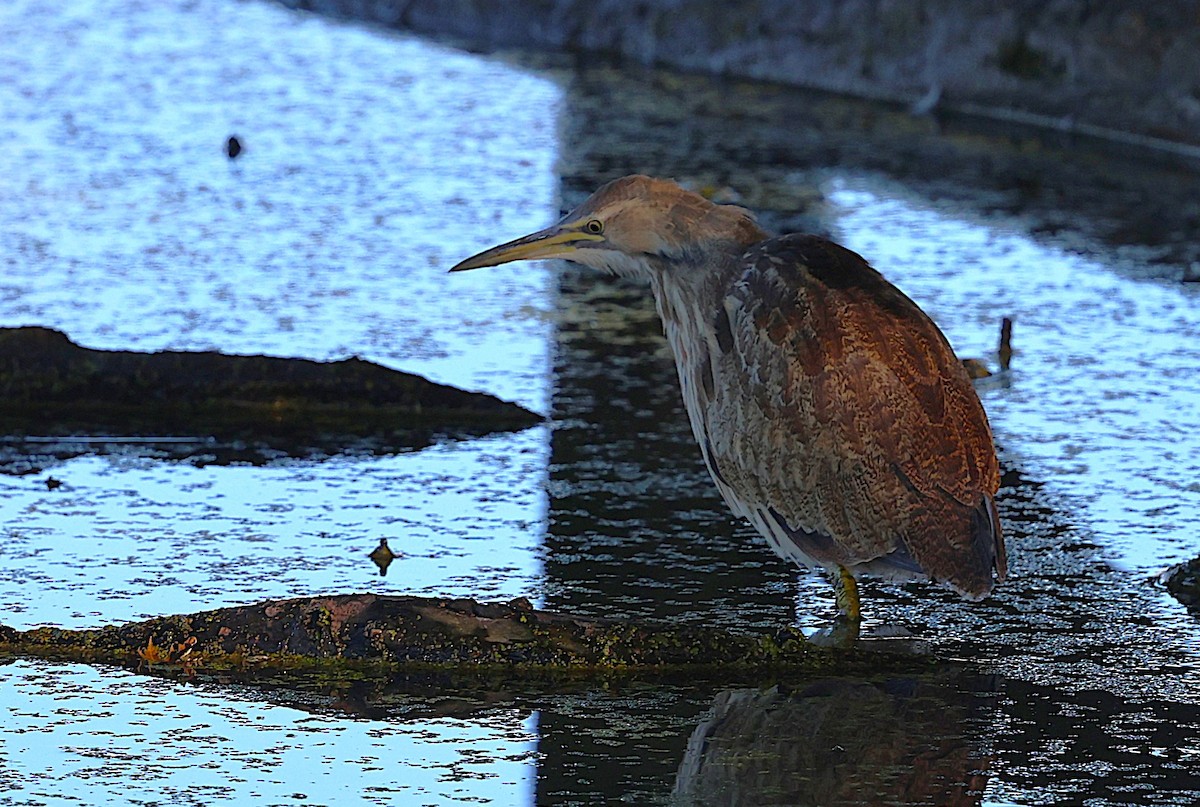 Txori zezen amerikarra - ML644605328