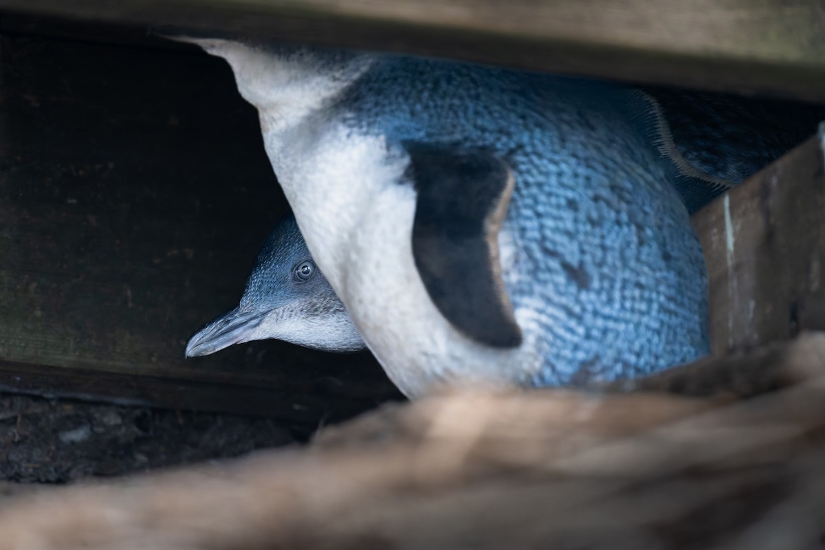 Little Penguin - ML644605334