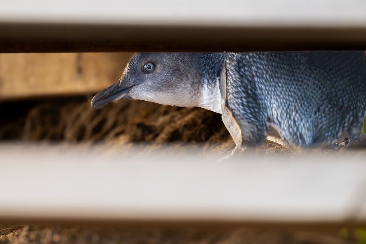 Little Penguin - ML644605335