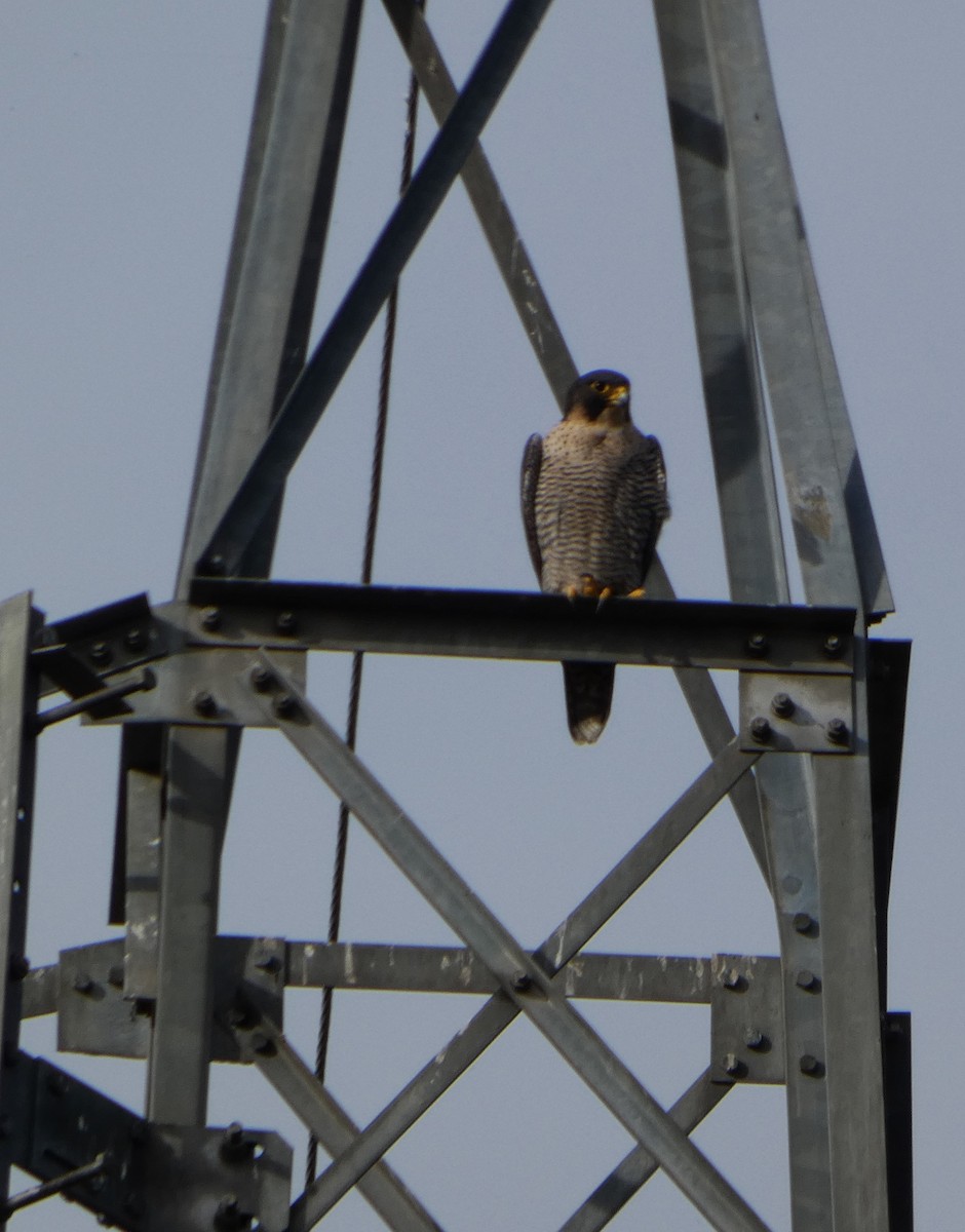 vandrefalk - ML644605337