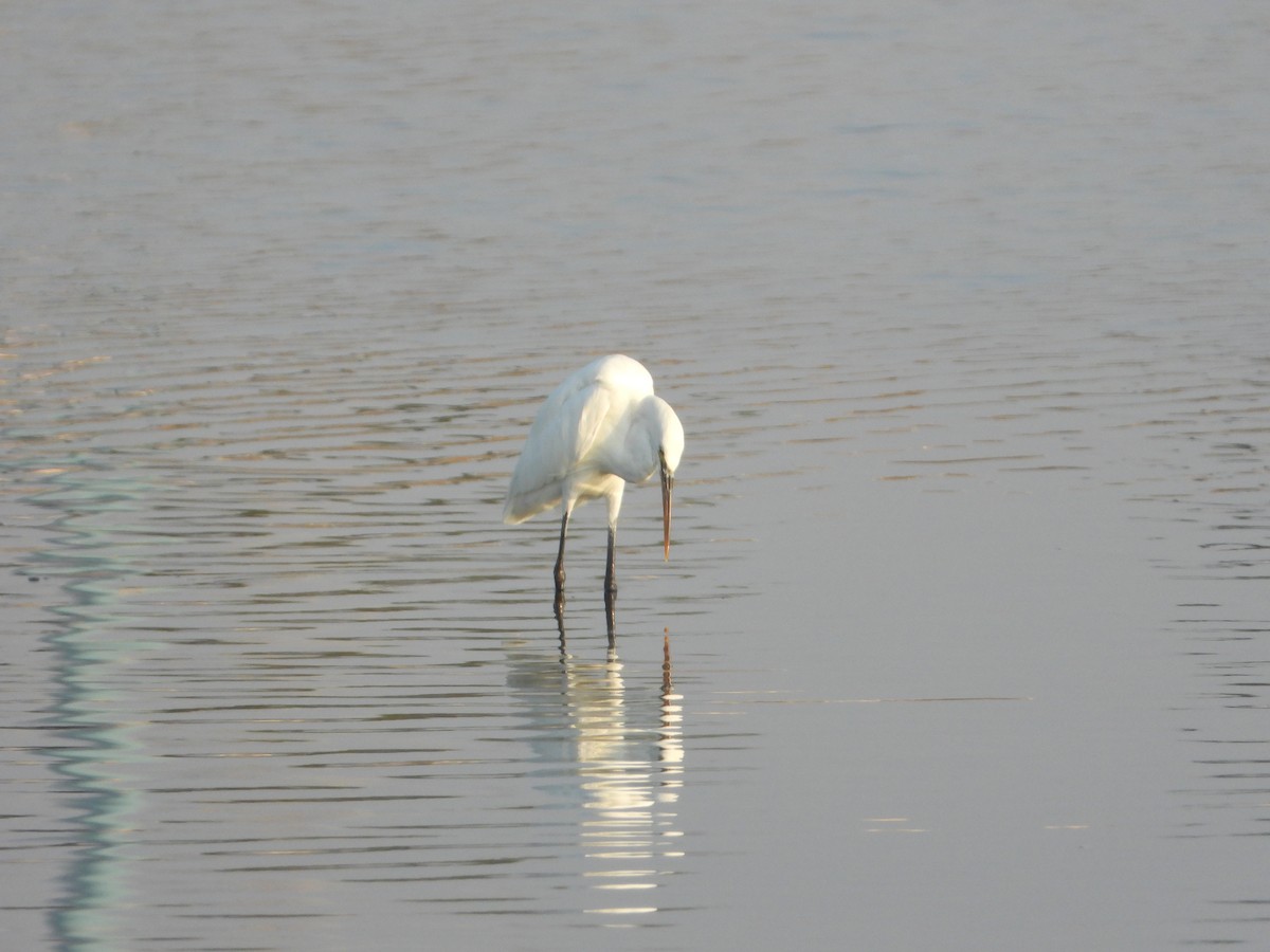Western Reef-Heron - ML644605339