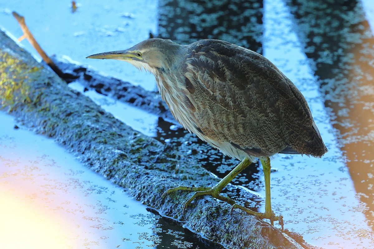 Txori zezen amerikarra - ML644605344