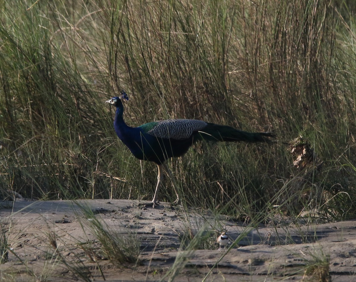 Indian Peafowl - ML644605346
