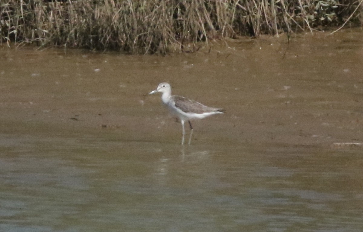 Үхэр хөгчүү - ML644605368