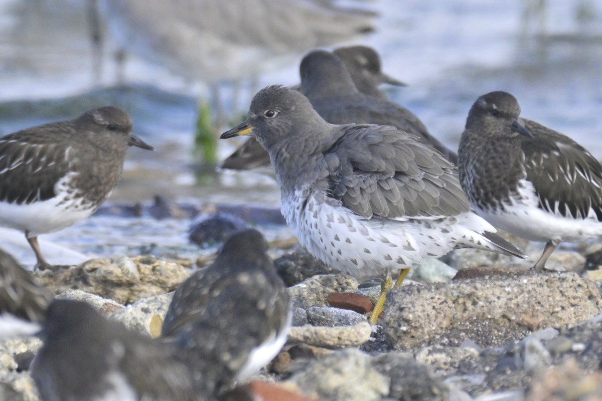 brottsnipe - ML644605369