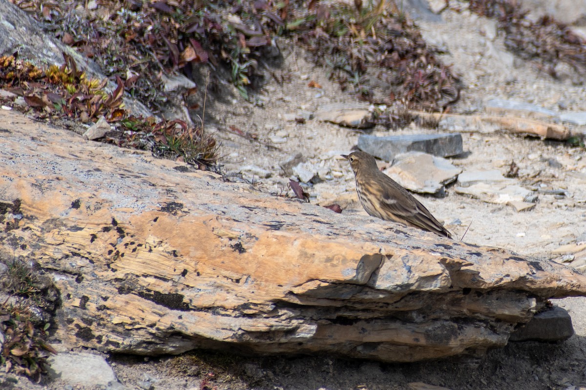 kanadapiplerke - ML644605382