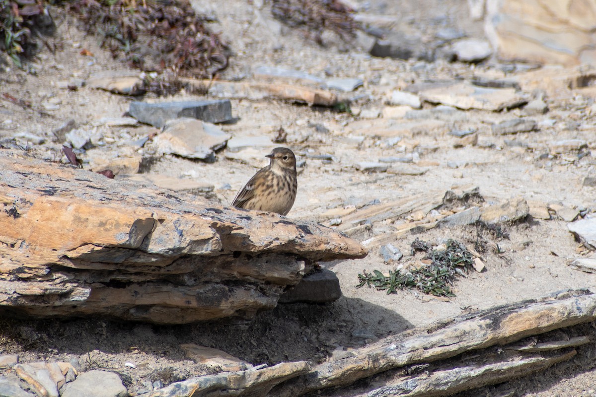 kanadapiplerke - ML644605383