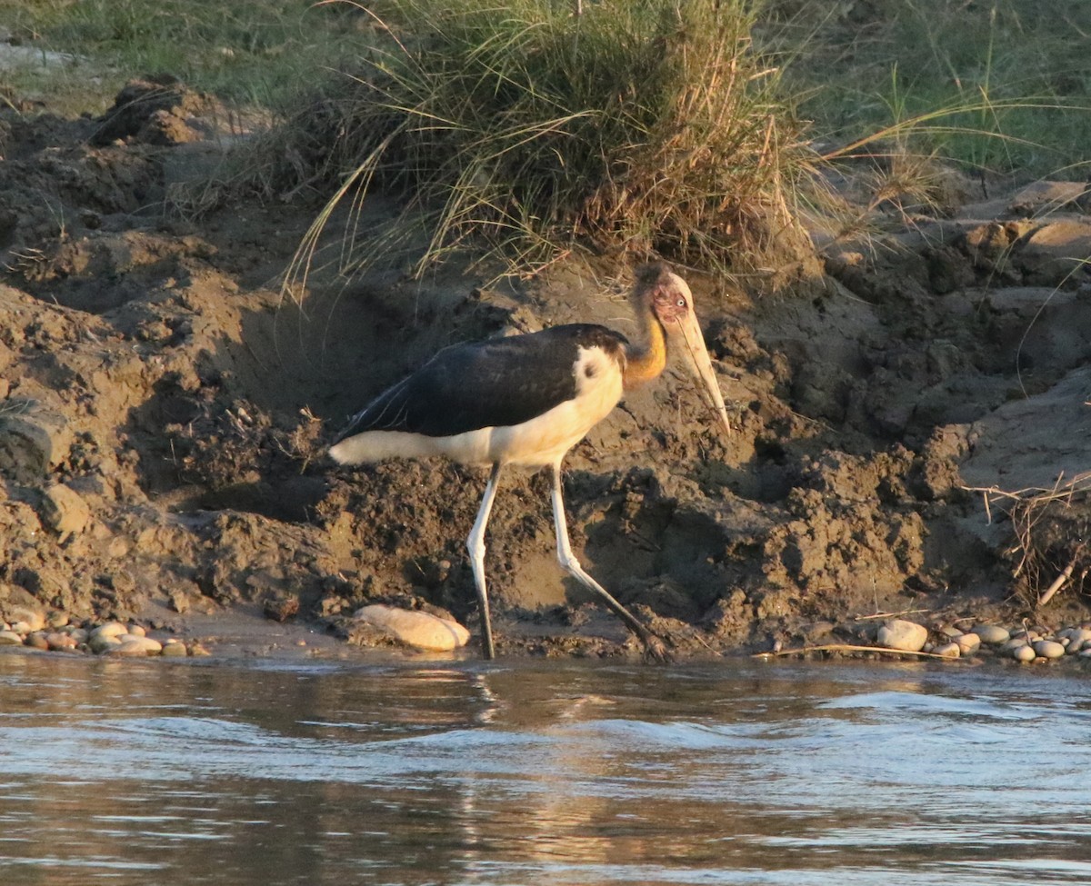 Lesser Adjutant - ML644605387
