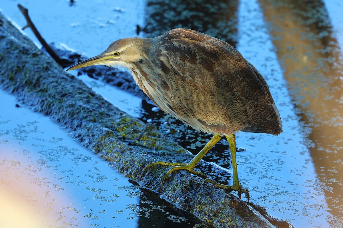 Txori zezen amerikarra - ML644605388