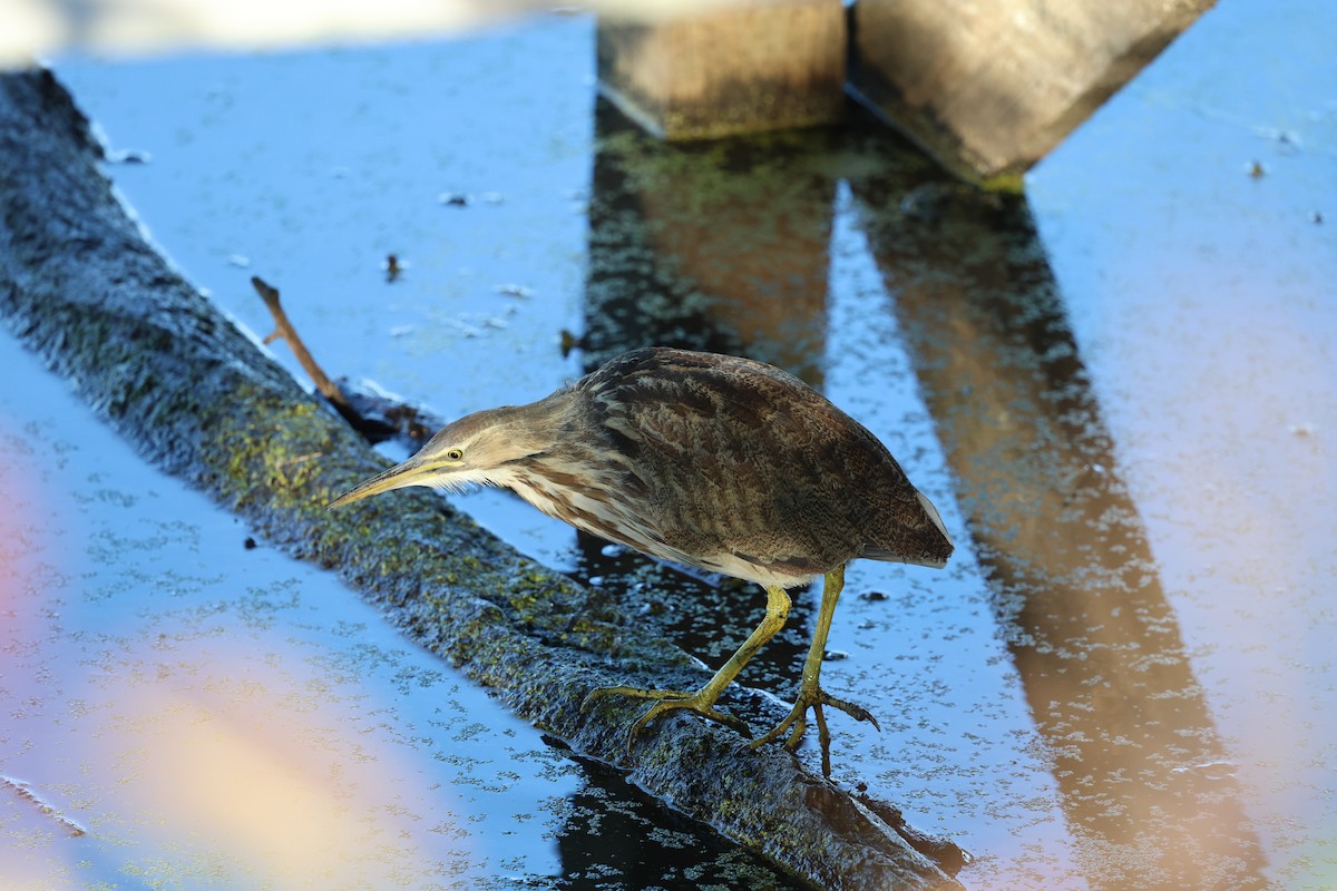 Txori zezen amerikarra - ML644605389