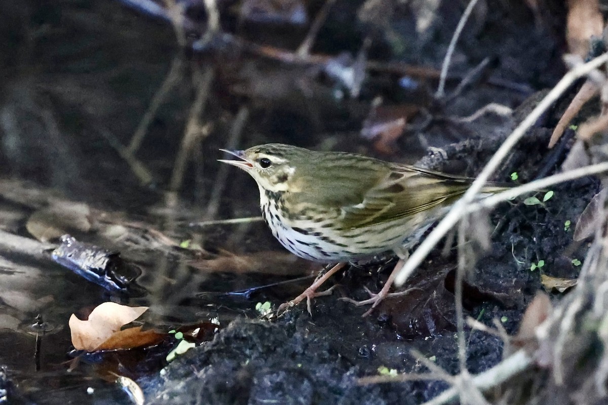 Olive-backed Pipit - ML644605394