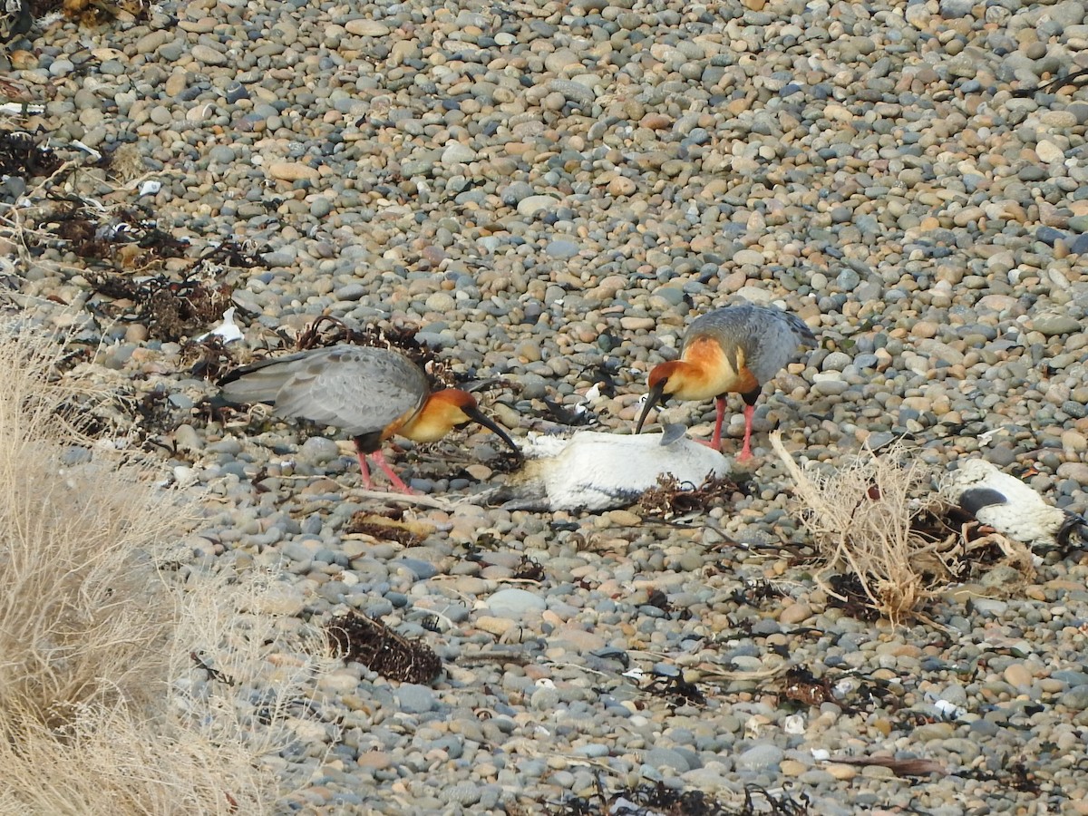 Bandurria Austral - ML644605399