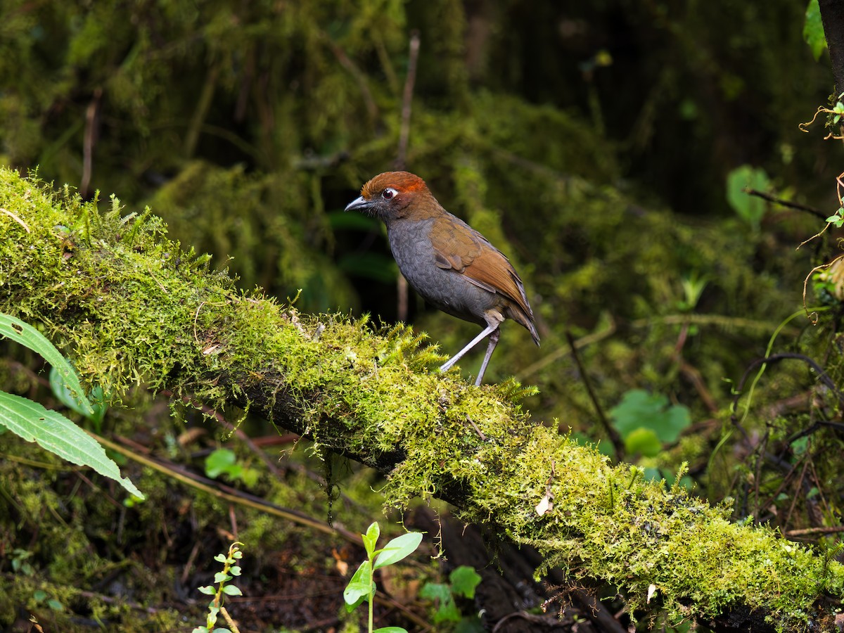 Rostnacken-Ameisenpitta - ML644605421