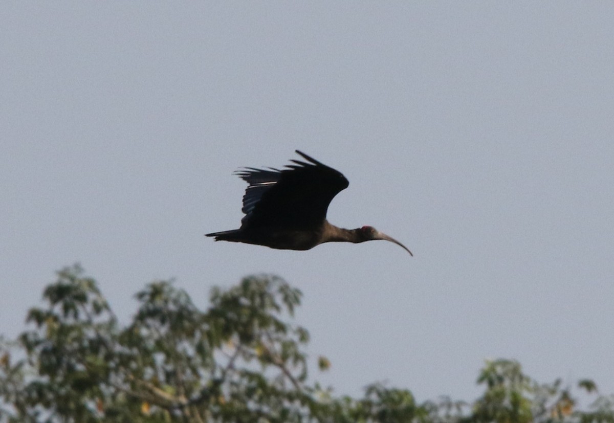 Red-naped Ibis - ML644605422