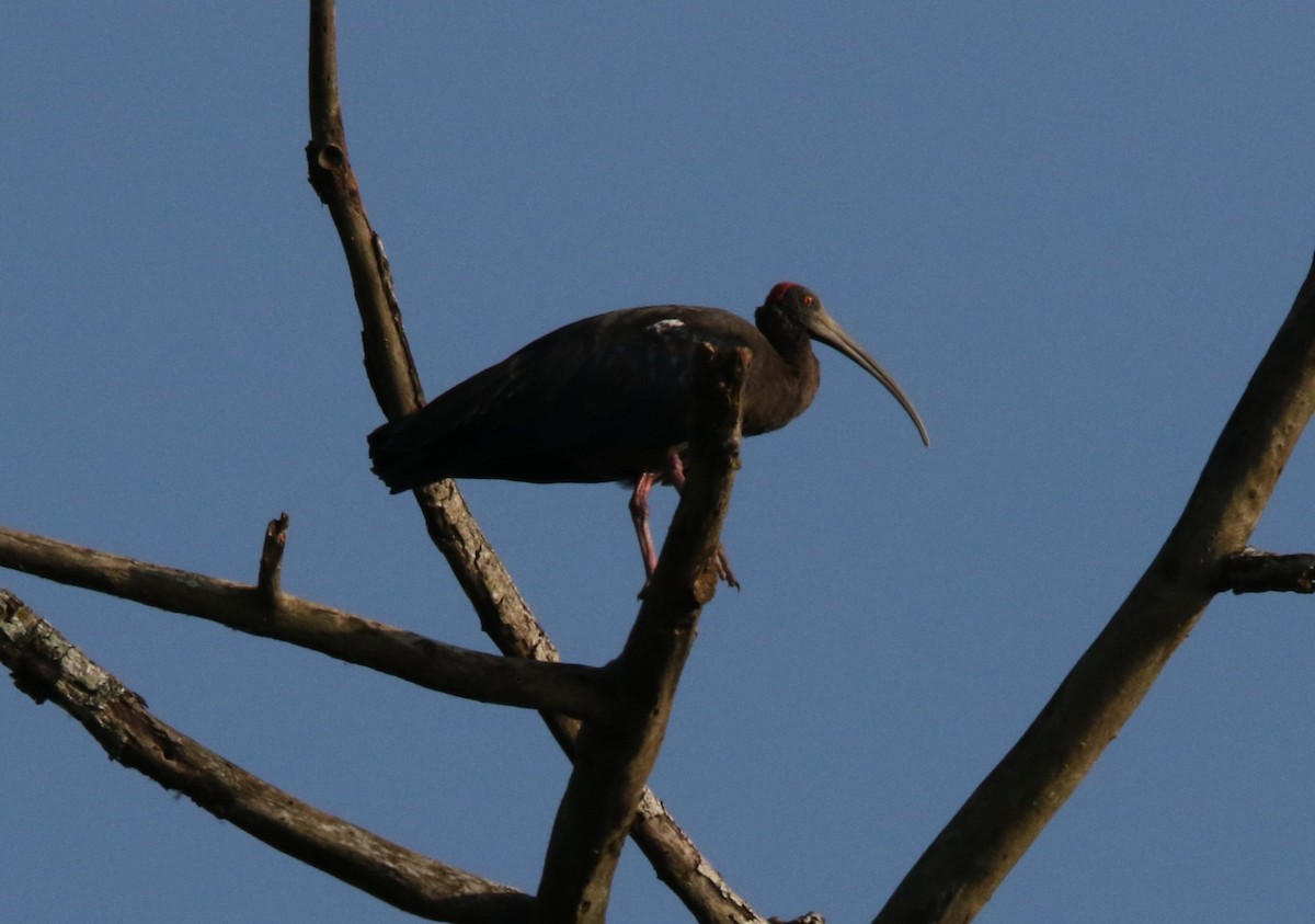 Red-naped Ibis - ML644605423