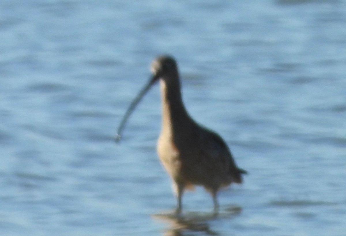 Кульон американський - ML644605428