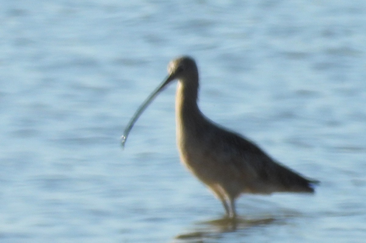 Кульон американський - ML644605429