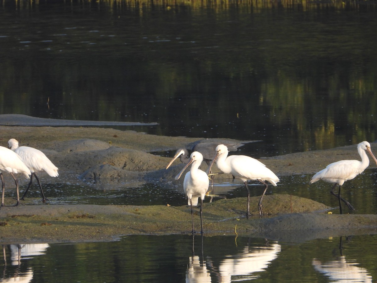 Western Reef-Heron - ML644605440