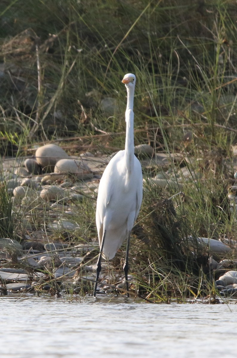 Great Egret - ML644605446