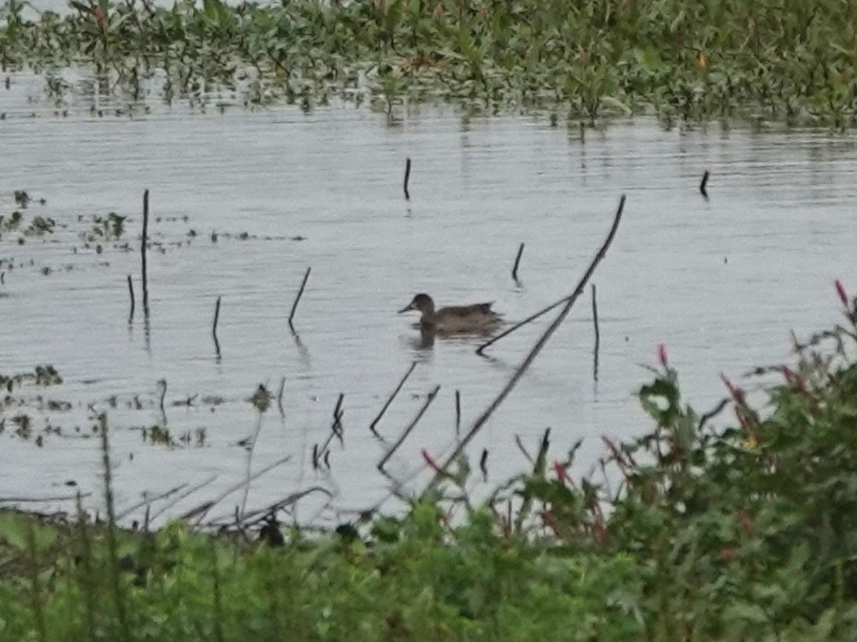 ミカヅキシマアジ - ML644605463