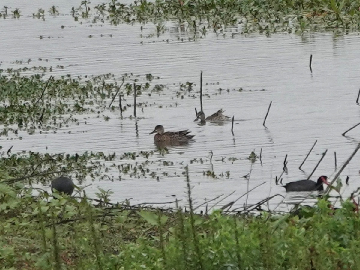 ミカヅキシマアジ - ML644605464