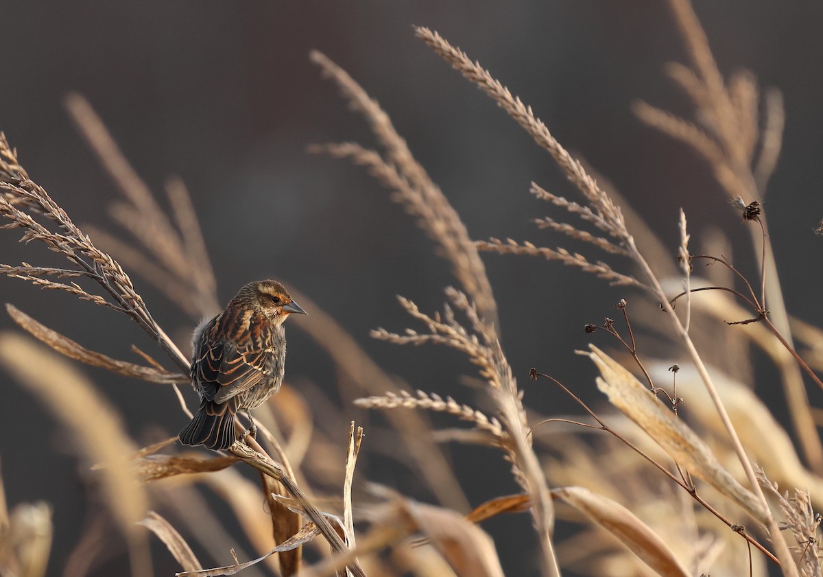 Red-winged Blackbird - ML644605466