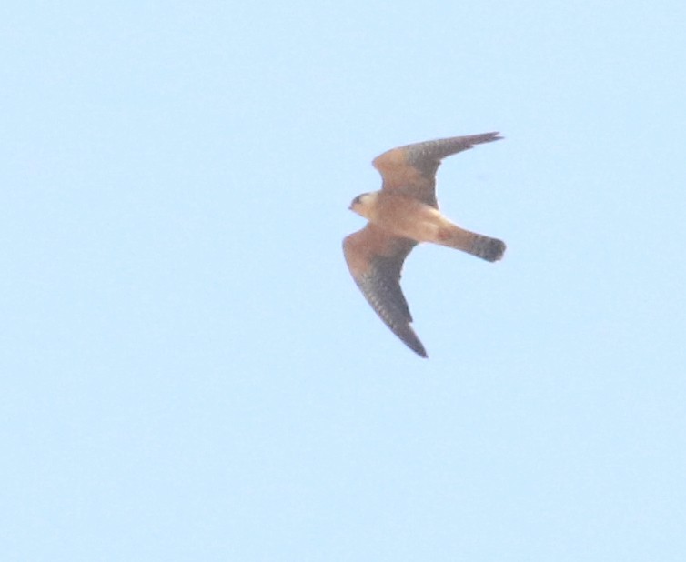 Red-footed Falcon - ML644605467