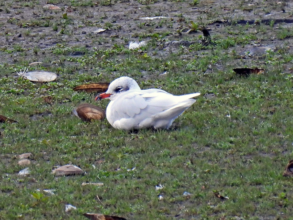 Mediterranean Gull - ML644605470