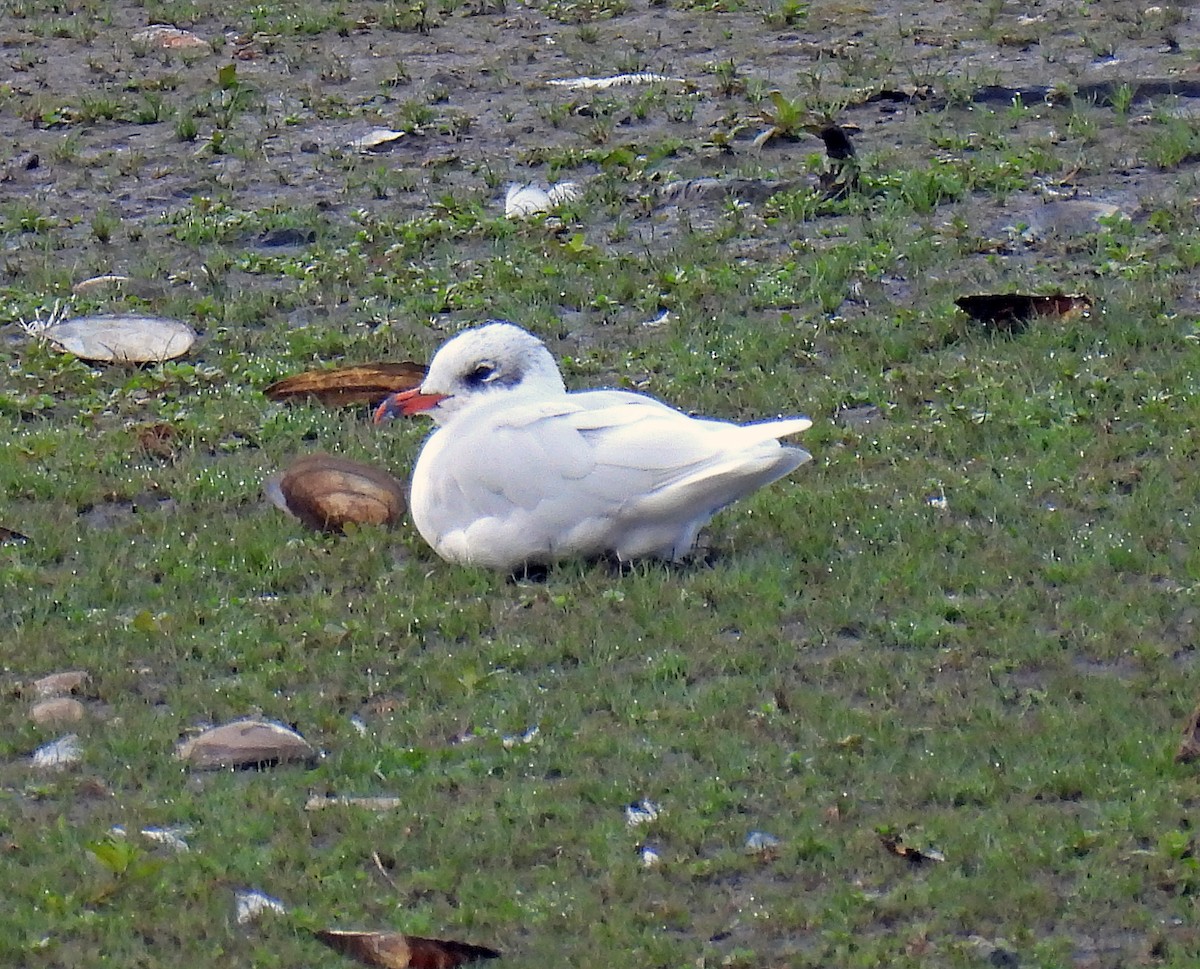 Mediterranean Gull - ML644605471